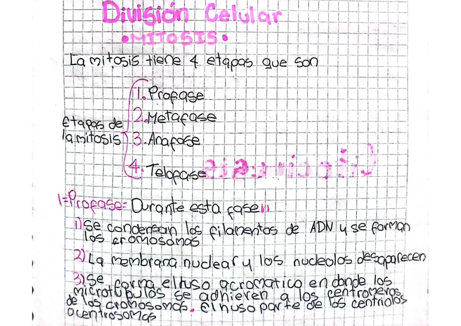 Division Celular
La mitosis tiene 4 etapas que son
etapas de
T. Profase
2. Metafase
la mitosis 3 - Anafose
4. Telofase
2
1 = Profase = Duran