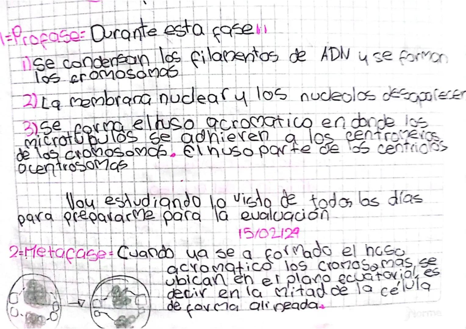 Division Celular
La mitosis tiene 4 etapas que son
etapas de
T. Profase
2. Metafase
la mitosis 3 - Anafose
4. Telofase
2
1 = Profase = Duran