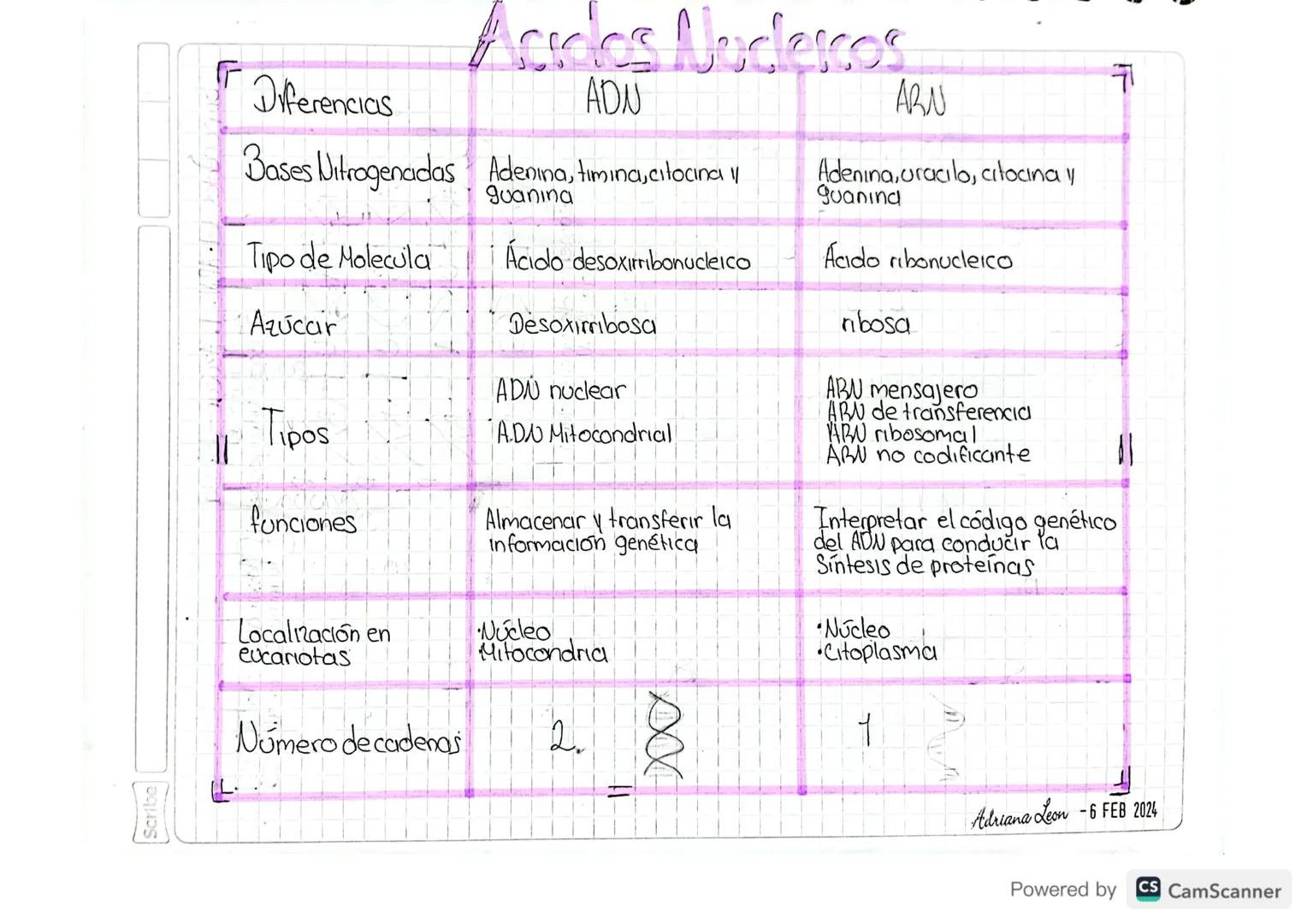 Scribe
F
Diferencias
Acces Nucleros
ADN
Bases Nitrogenadas Adenina, timina, citocina
Tipo de Molecula
Azúcar
Tipos
funciones
guanina
Acido d