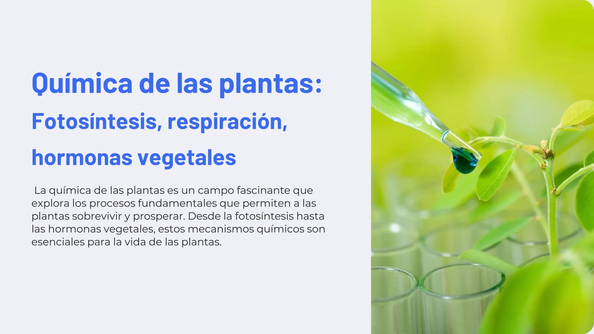 Química de las plantas:
Fotosíntesis, respiración,
hormonas vegetales
La química de las plantas es un campo fascinante que
explora los proce