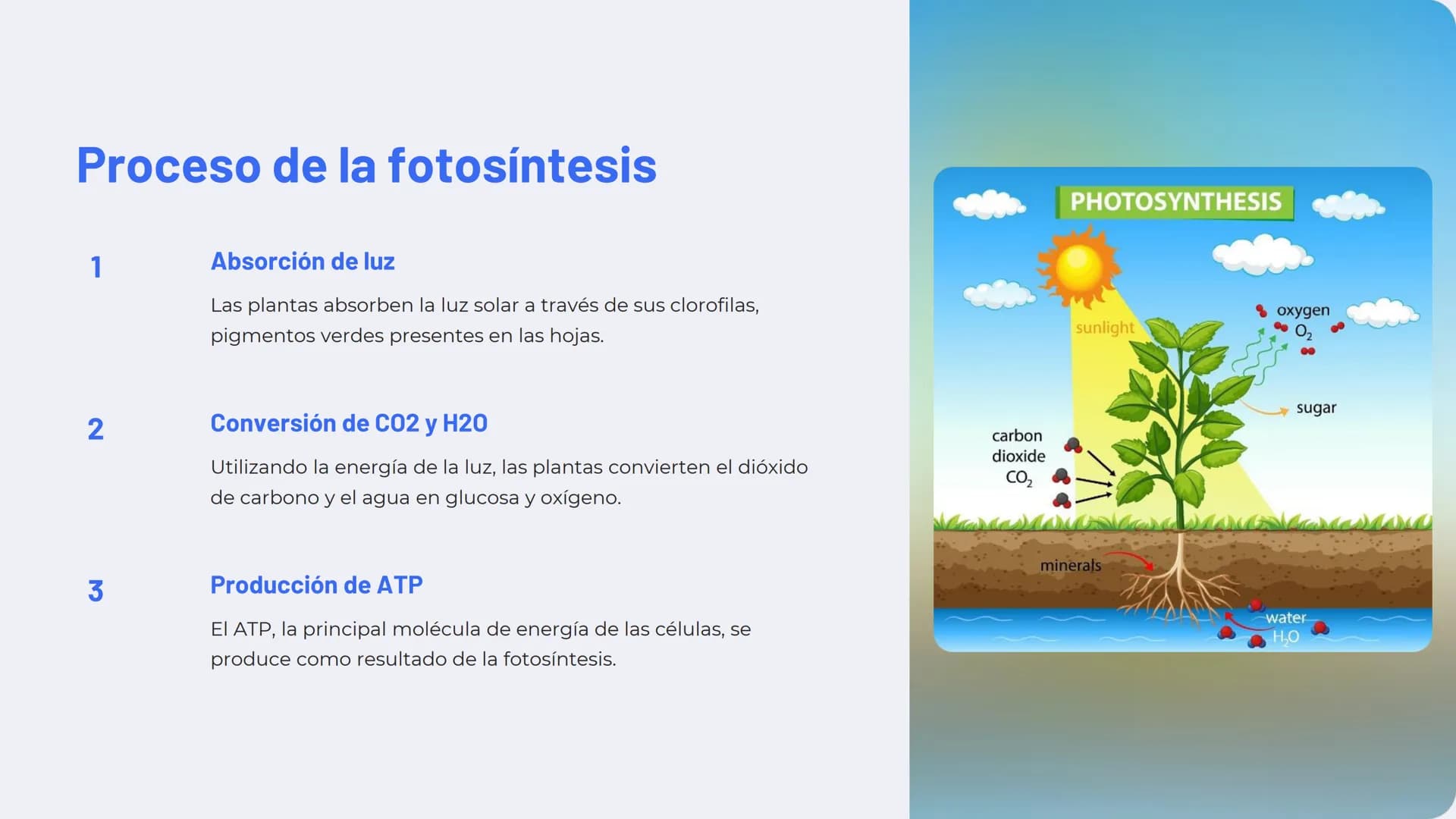 Química de las plantas:
Fotosíntesis, respiración,
hormonas vegetales
La química de las plantas es un campo fascinante que
explora los proce