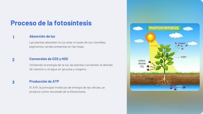 Química de las plantas:
Fotosíntesis, respiración,
hormonas vegetales
La química de las plantas es un campo fascinante que
explora los proce