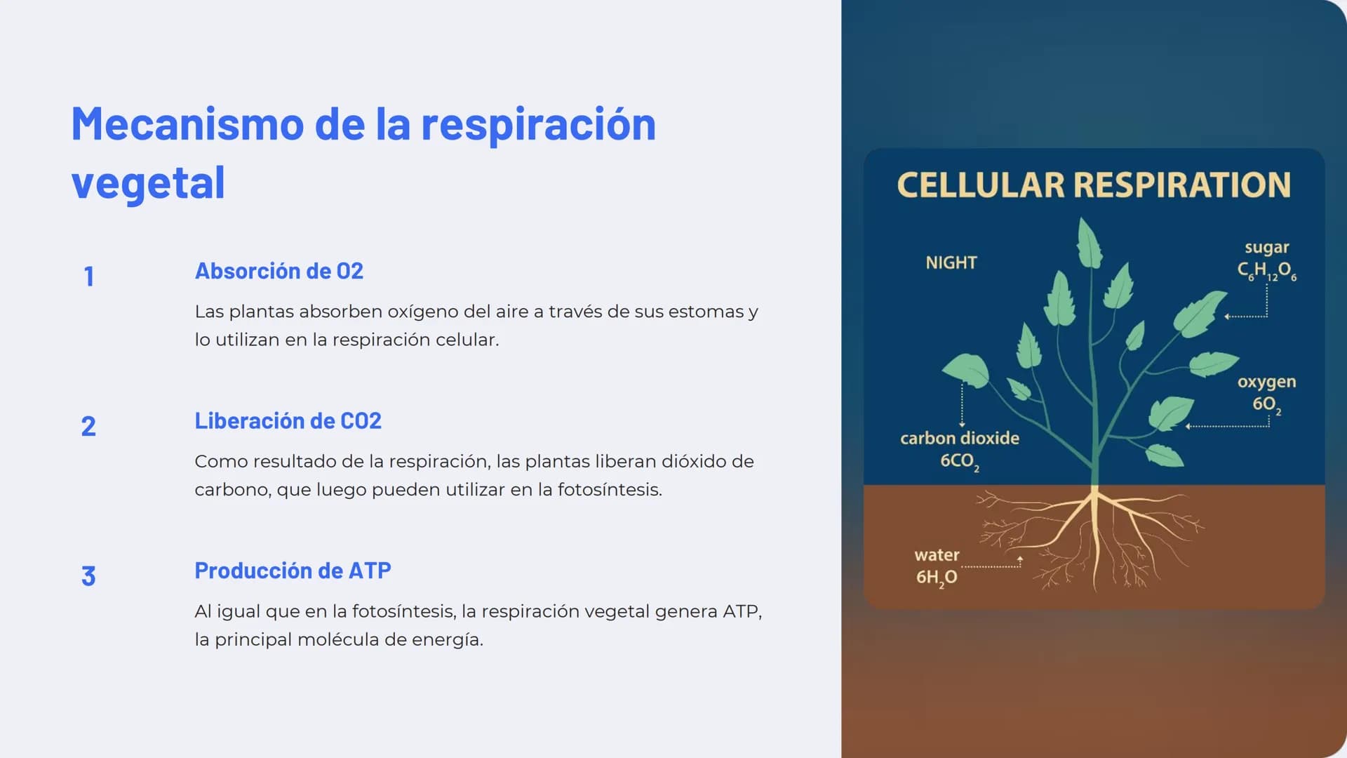 Química de las plantas:
Fotosíntesis, respiración,
hormonas vegetales
La química de las plantas es un campo fascinante que
explora los proce