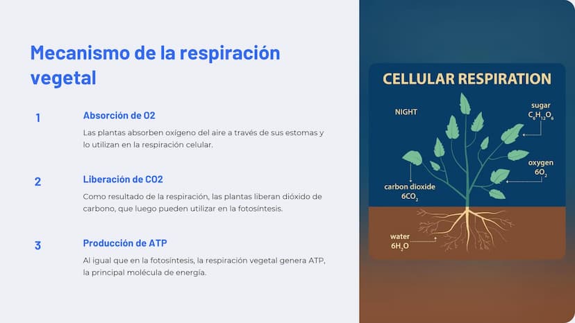 Química de las plantas:
Fotosíntesis, respiración,
hormonas vegetales
La química de las plantas es un campo fascinante que
explora los proce