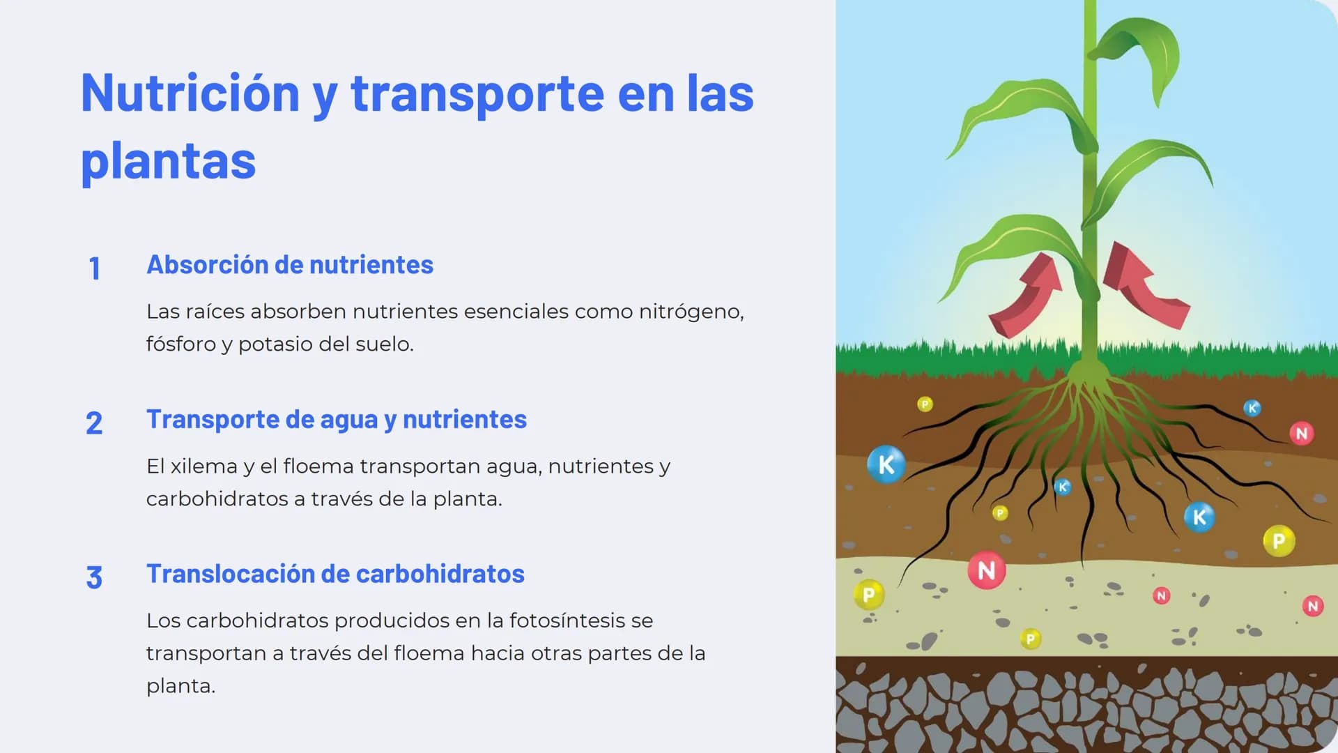 Química de las plantas:
Fotosíntesis, respiración,
hormonas vegetales
La química de las plantas es un campo fascinante que
explora los proce