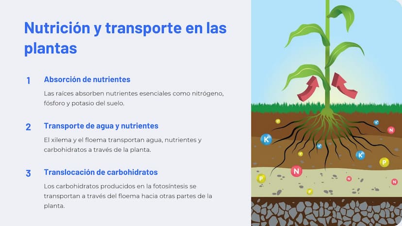 Química de las plantas:
Fotosíntesis, respiración,
hormonas vegetales
La química de las plantas es un campo fascinante que
explora los proce