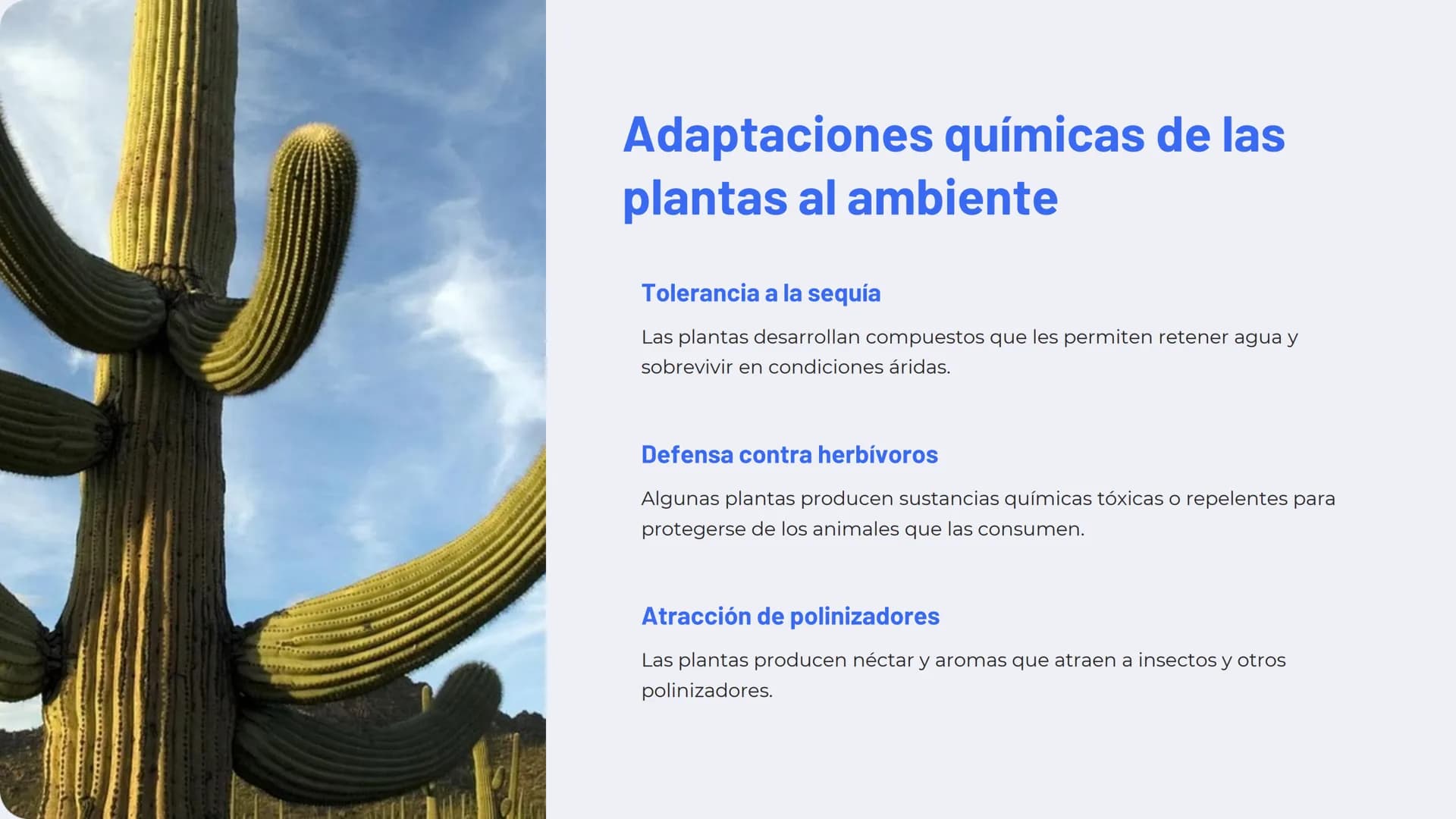 Química de las plantas:
Fotosíntesis, respiración,
hormonas vegetales
La química de las plantas es un campo fascinante que
explora los proce