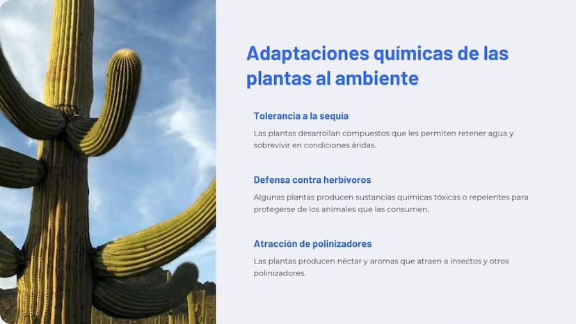 Química de las plantas:
Fotosíntesis, respiración,
hormonas vegetales
La química de las plantas es un campo fascinante que
explora los proce