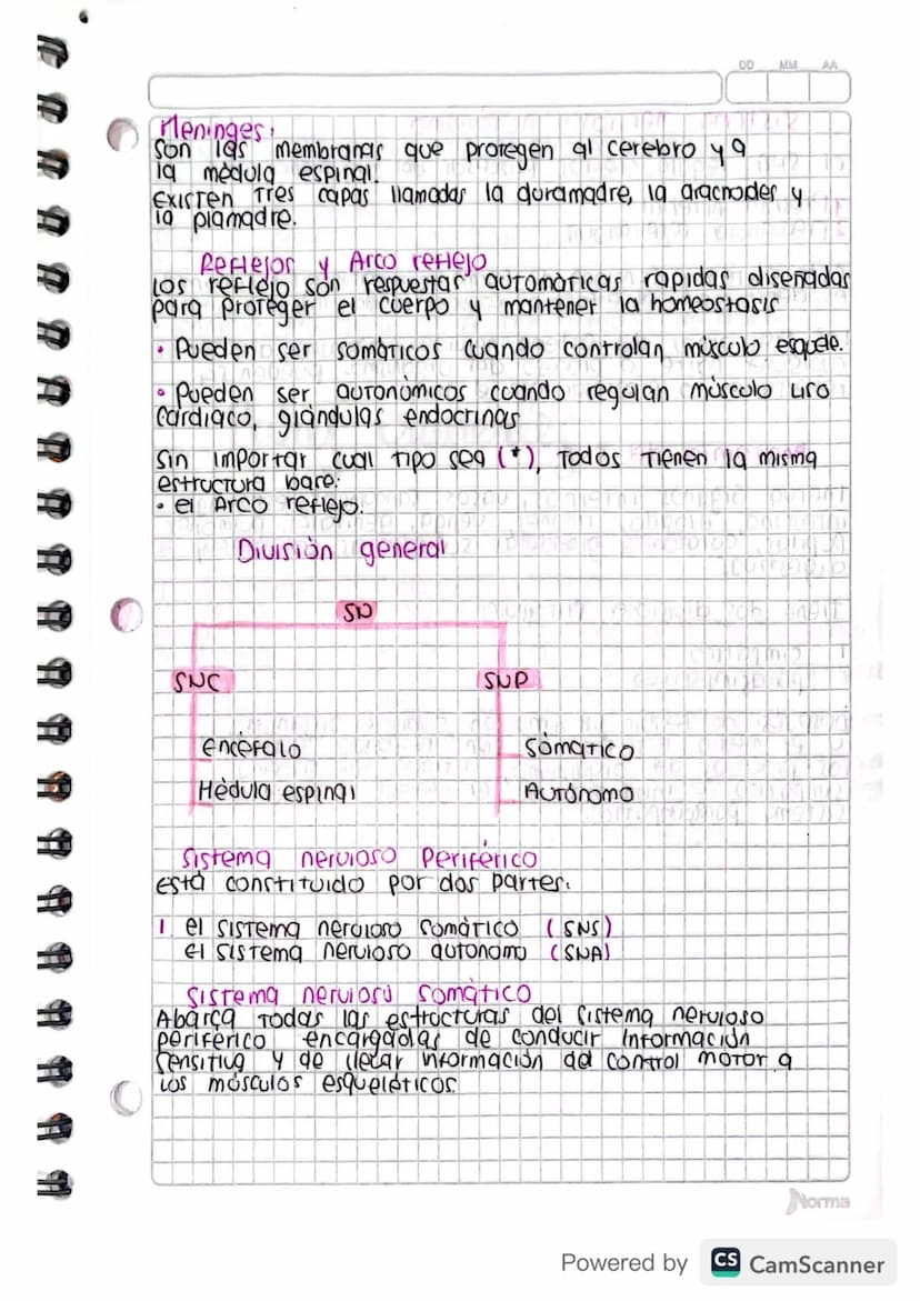 DO MM
Cerebro
el cerebro es la estructura principal responsable de
19 Coordinación y del control del organismo.
• Se trata de una mara de Te