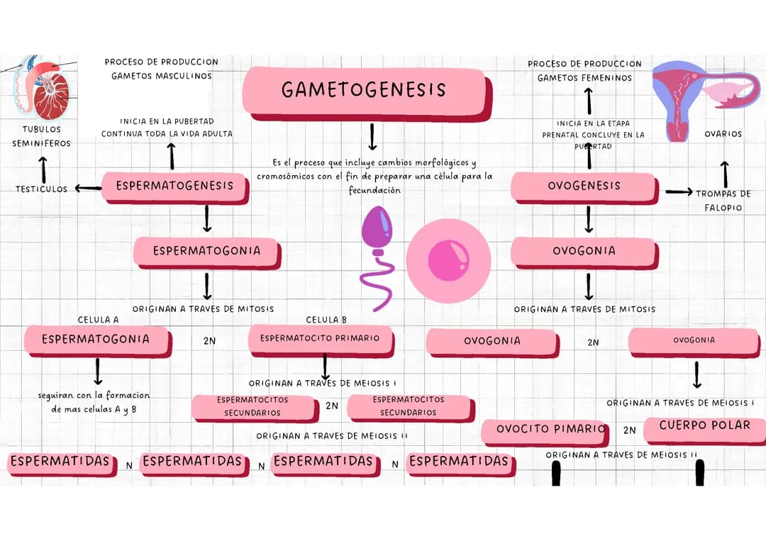 Gametogenesis