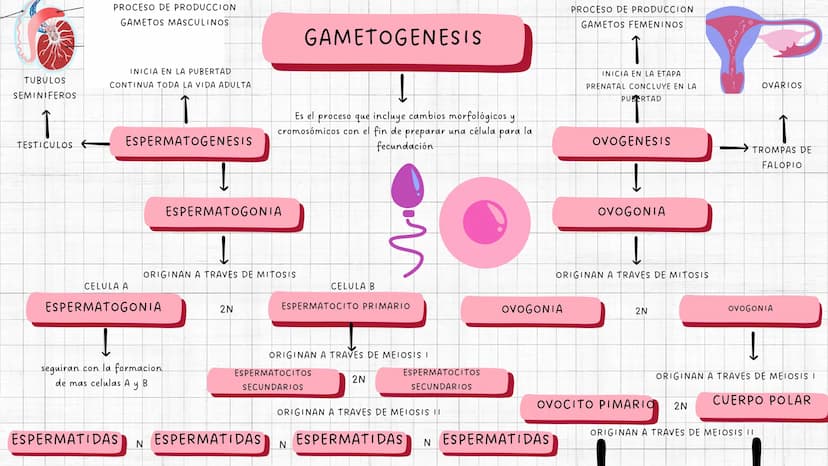 PROCESO DE PRODUCCION
GAMETOS MASCULINOS
TUBULOS
SEMINIFEROS
INICIA EN LA PUBERTAD
CONTINUA TODA LA VIDA ADULTA
TESTICULOS
ESPERMATOGENESIS
