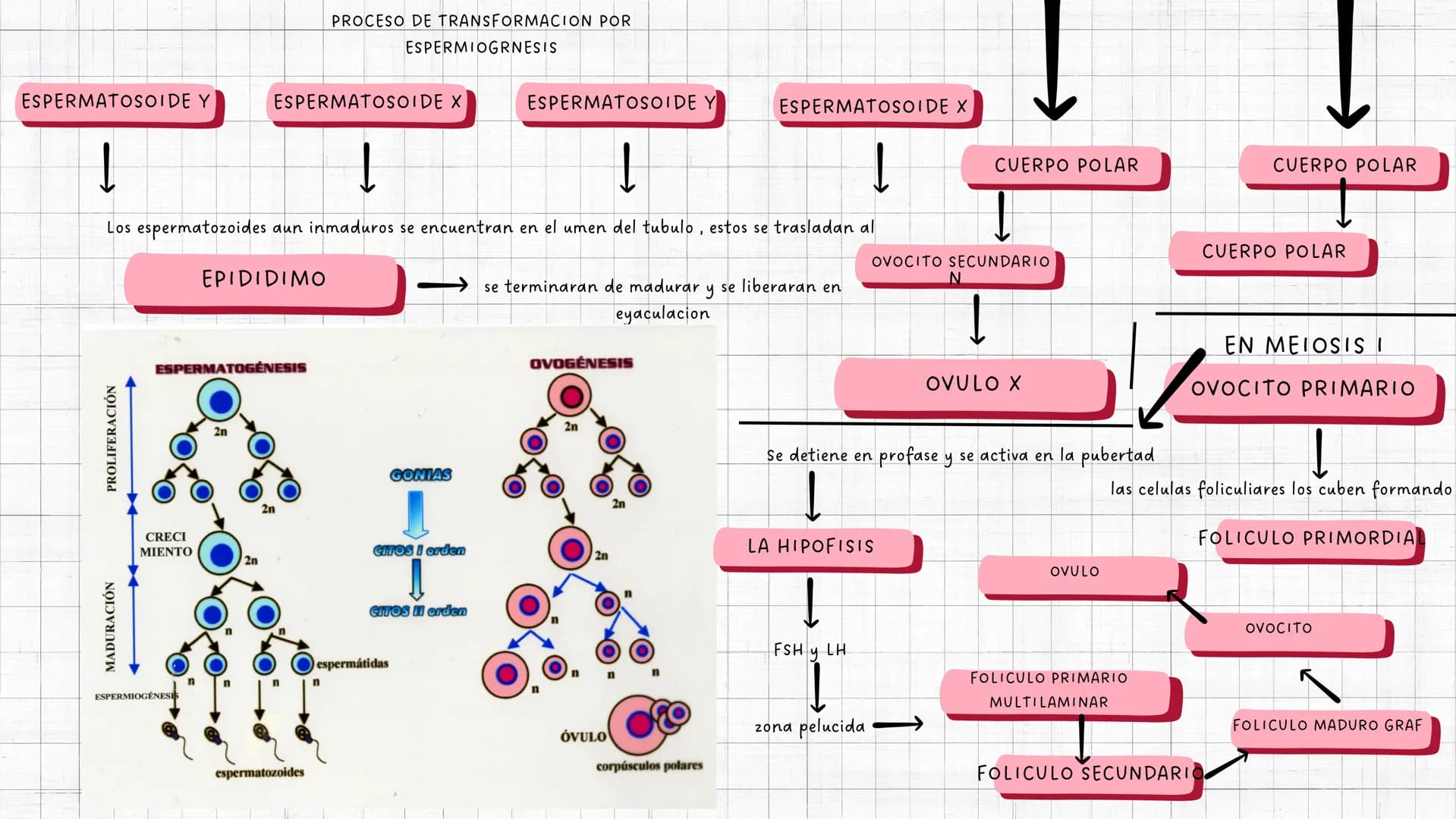 PROCESO DE PRODUCCION
GAMETOS MASCULINOS
TUBULOS
SEMINIFEROS
INICIA EN LA PUBERTAD
CONTINUA TODA LA VIDA ADULTA
TESTICULOS
ESPERMATOGENESIS
