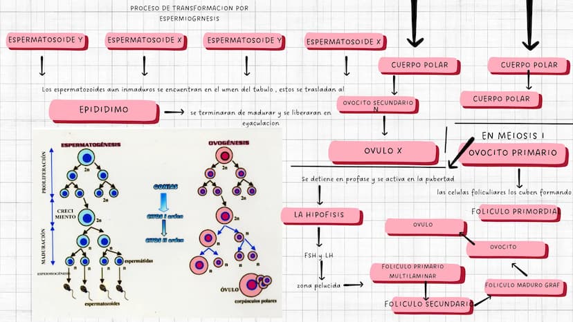 PROCESO DE PRODUCCION
GAMETOS MASCULINOS
TUBULOS
SEMINIFEROS
INICIA EN LA PUBERTAD
CONTINUA TODA LA VIDA ADULTA
TESTICULOS
ESPERMATOGENESIS
