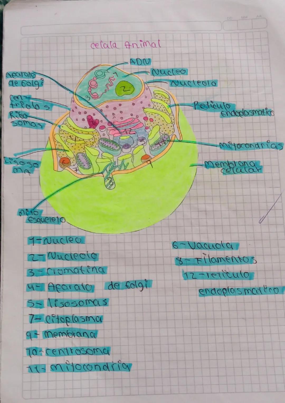 MM
AA

Aparato
de Golgi

trialbs
Riba
somas

Lisoso
BA

celala Animal

2

ADN

Nucleo

Nucleolo

Reticulo
Endoplasmatico

-Miyocondrias

-Me