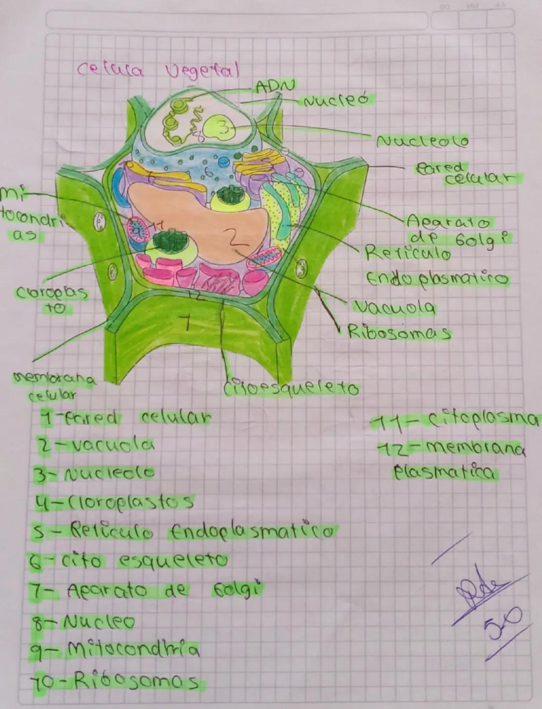 MM
AA

Aparato
de Golgi

trialbs
Riba
somas

Lisoso
BA

celala Animal

2

ADN

Nucleo

Nucleolo

Reticulo
Endoplasmatico

-Miyocondrias

-Me