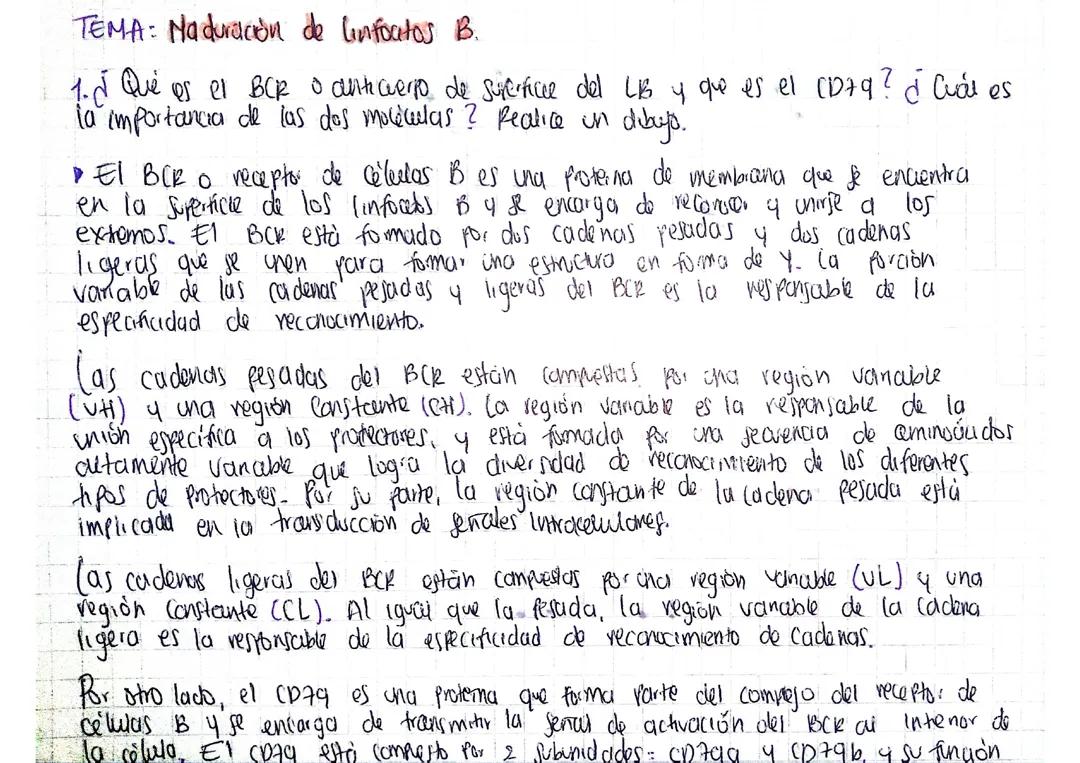 Proceso de maduración de los linfocitos B en el sistema inmune