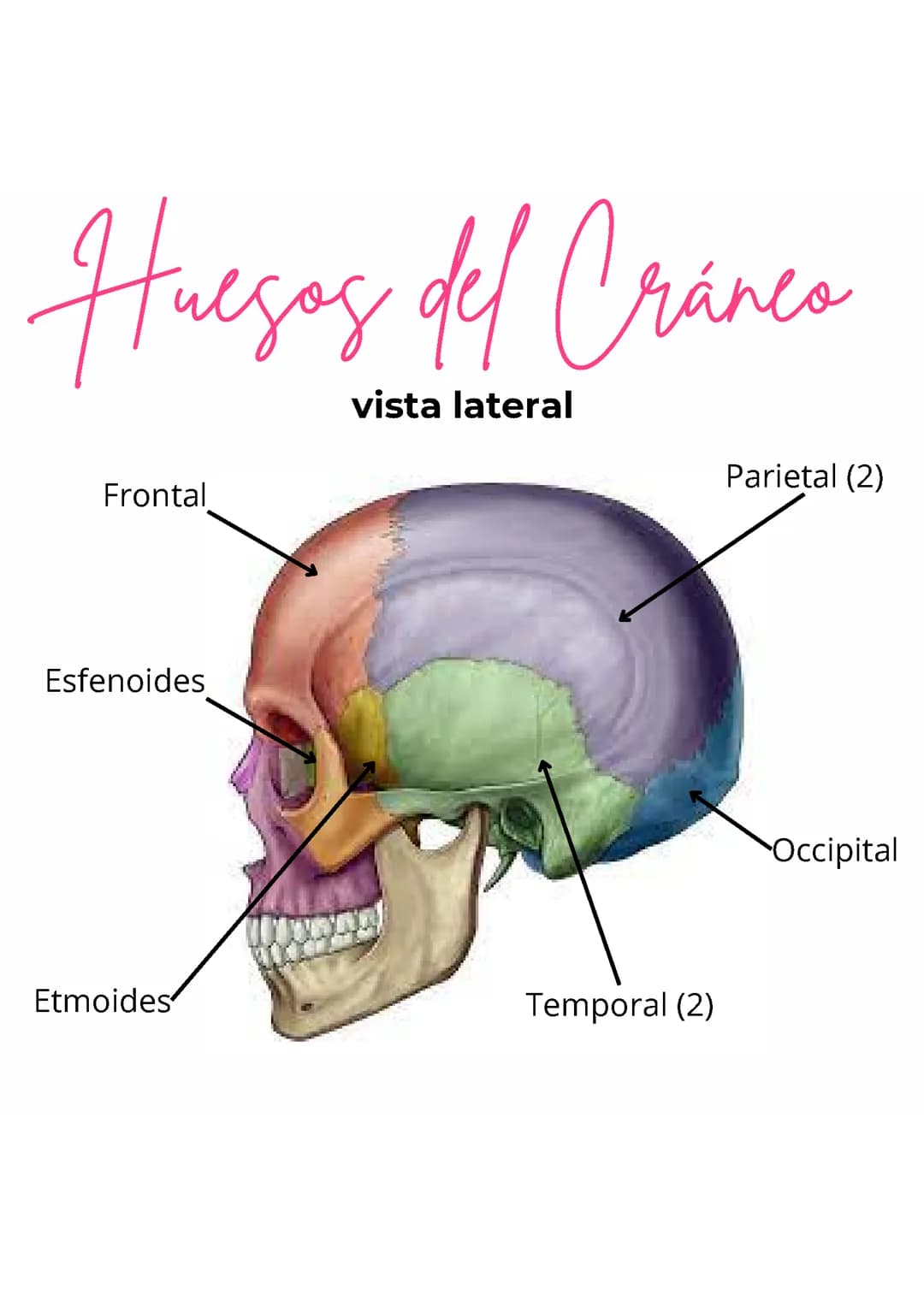 HUESOS DEL CUERPO HUMANO