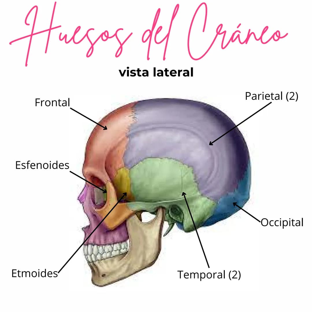 Huegos del Cranco
од
vista lateral
Frontal
Esfenoides
Etmoides
Temporal (2)
Parietal (2)
Occipital Huegos de la cara
vista frontal
Lagrimal 