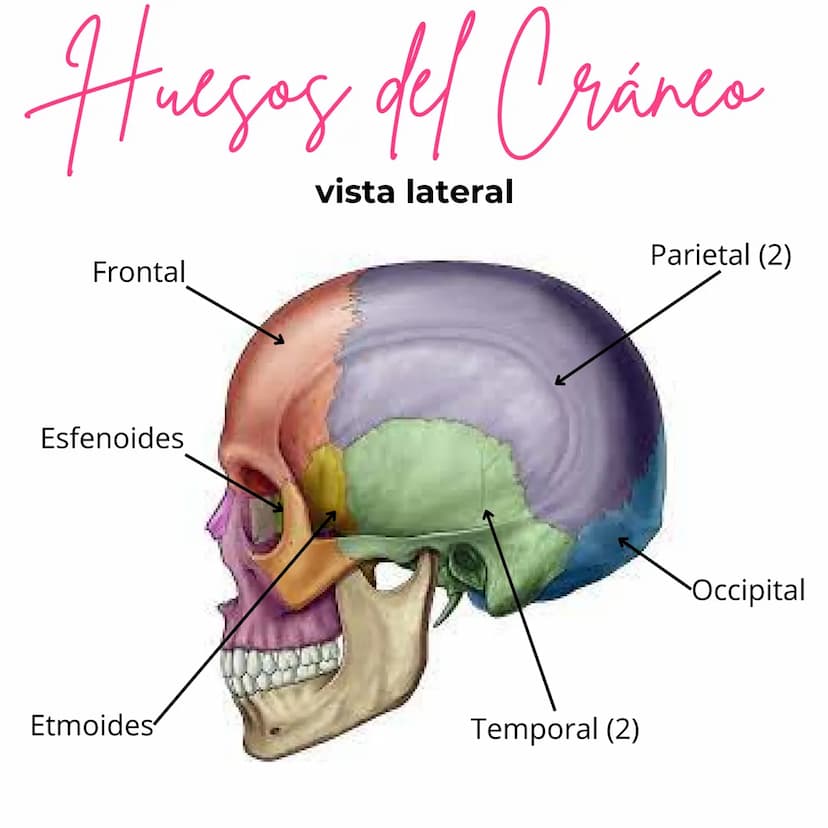 Huegos del Cranco
од
vista lateral
Frontal
Esfenoides
Etmoides
Temporal (2)
Parietal (2)
Occipital Huegos de la cara
vista frontal
Lagrimal 