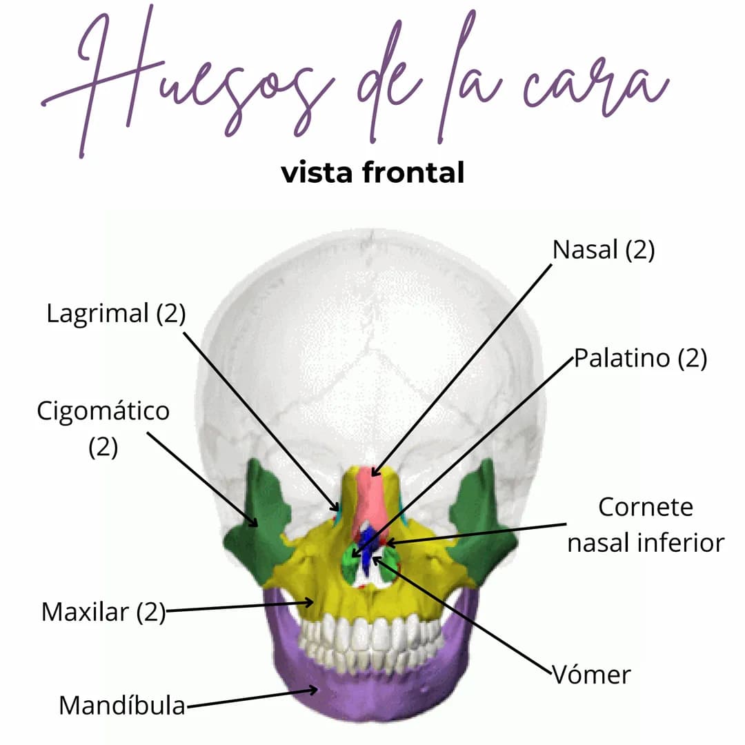 Huegos del Cranco
од
vista lateral
Frontal
Esfenoides
Etmoides
Temporal (2)
Parietal (2)
Occipital Huegos de la cara
vista frontal
Lagrimal 
