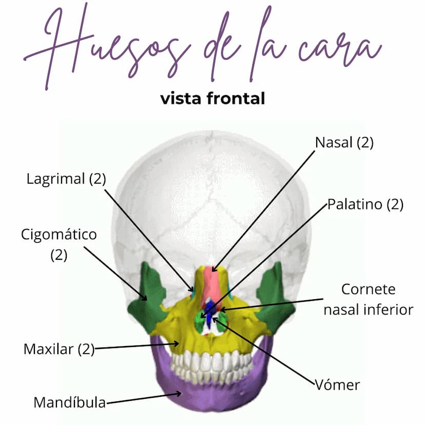 Huegos del Cranco
од
vista lateral
Frontal
Esfenoides
Etmoides
Temporal (2)
Parietal (2)
Occipital Huegos de la cara
vista frontal
Lagrimal 
