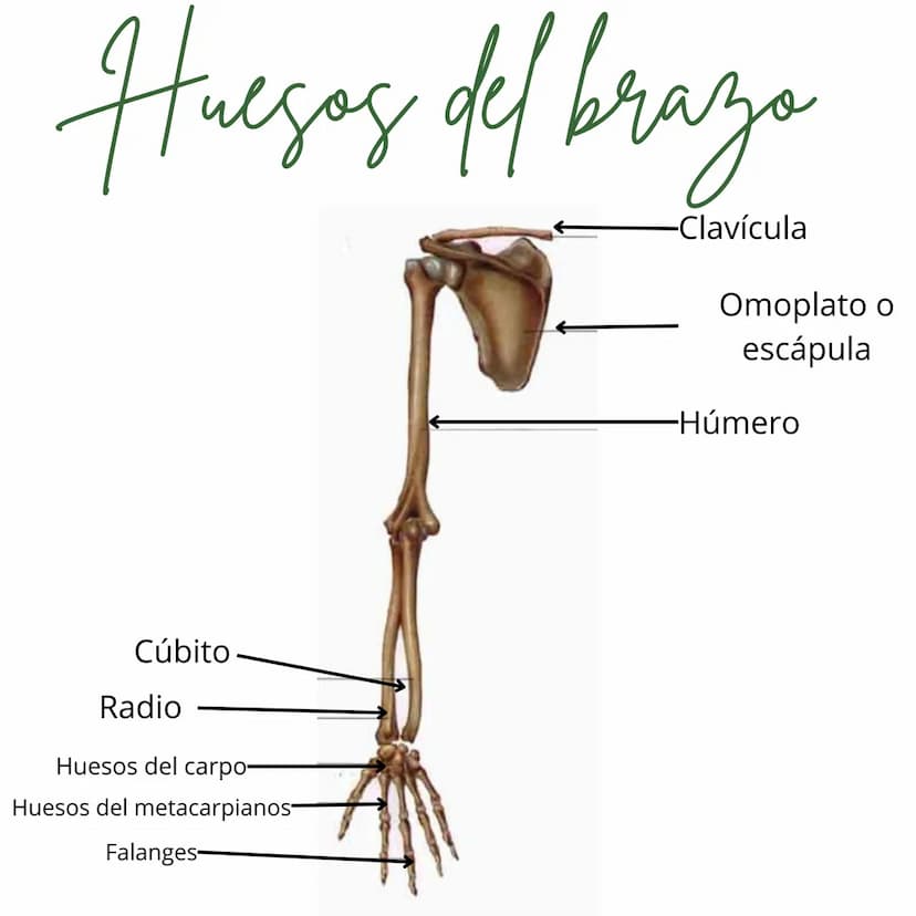 Huegos del Cranco
од
vista lateral
Frontal
Esfenoides
Etmoides
Temporal (2)
Parietal (2)
Occipital Huegos de la cara
vista frontal
Lagrimal 