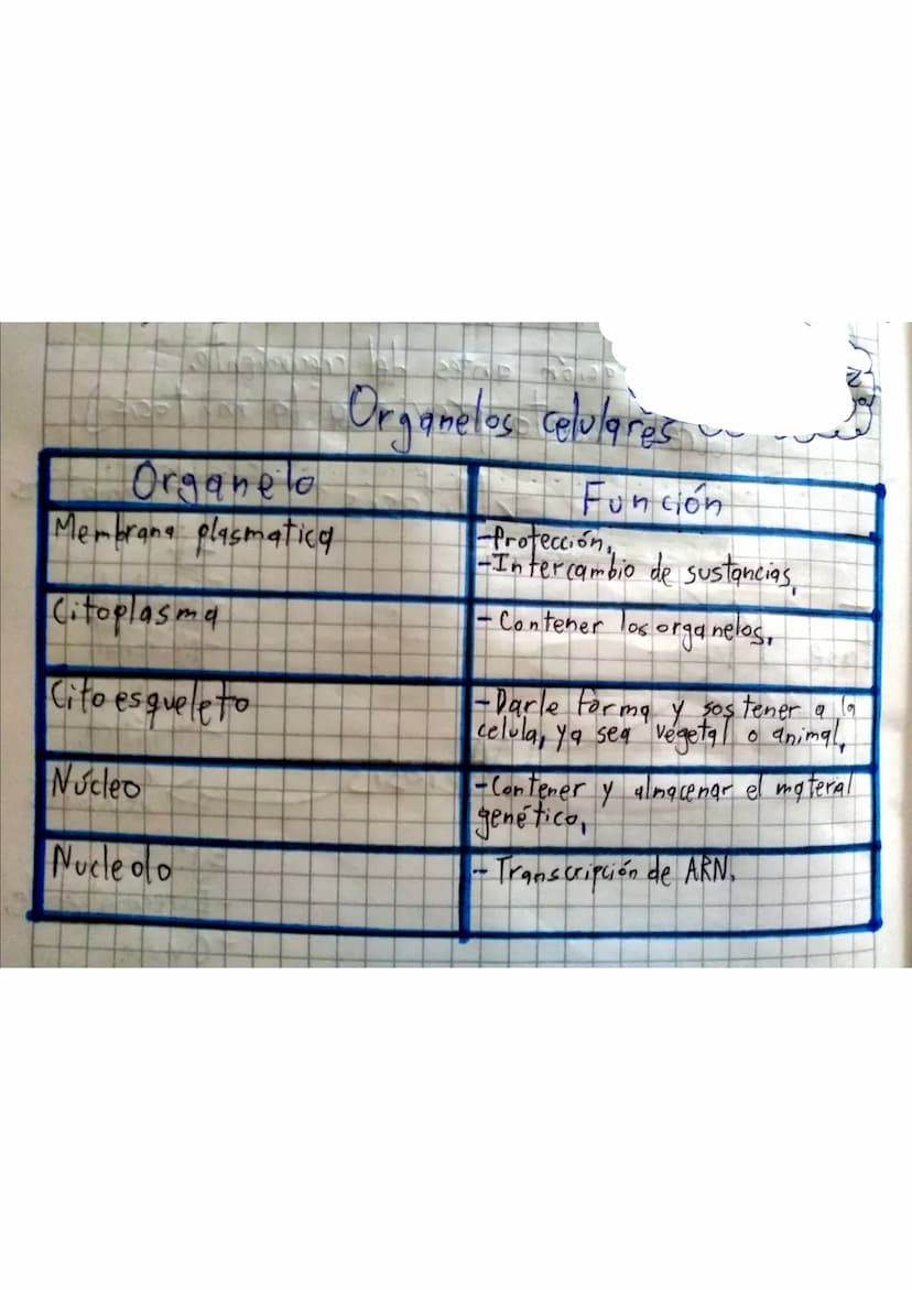 Organelo
Membrana plasmatica
Citoplasma
Organelos celulares
Funcion
Protección
-Intercambio de sustancias,
•Contener los organelos.
Cito esq