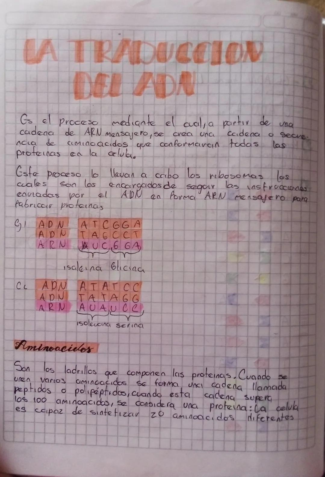 # LA TRADUCCION
# DEL ADA

Gs el proceso mediante el cual, a partir de vna
Caidena de ARN mensajero, se crea una cadena o secue-
ncia de cam