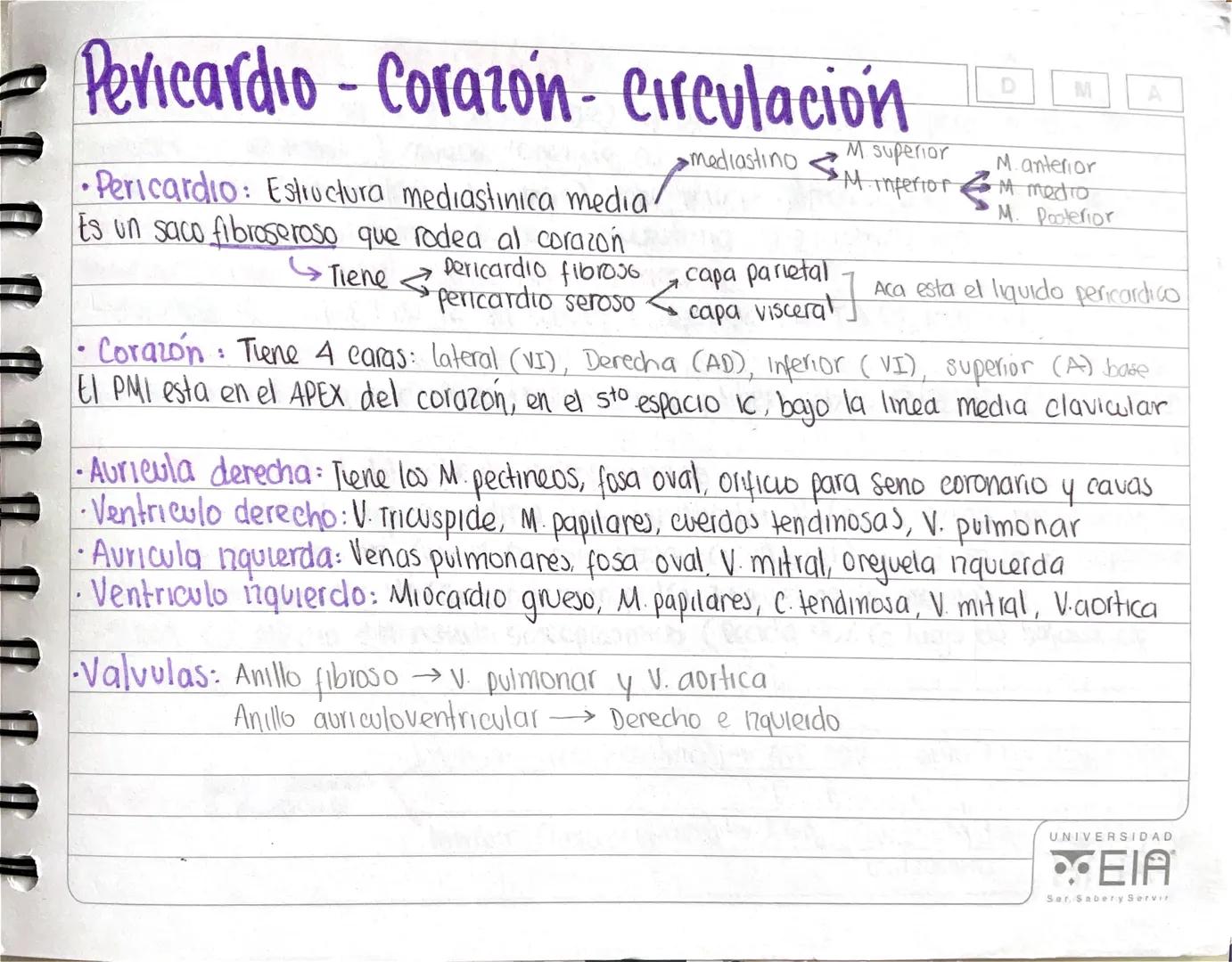 D
M
Pericardio - Corazón - Circulación A
• Pericardio: Estructura mediastinica media /
Es un saco fibroseroso que rodea al corazón
Pericardi