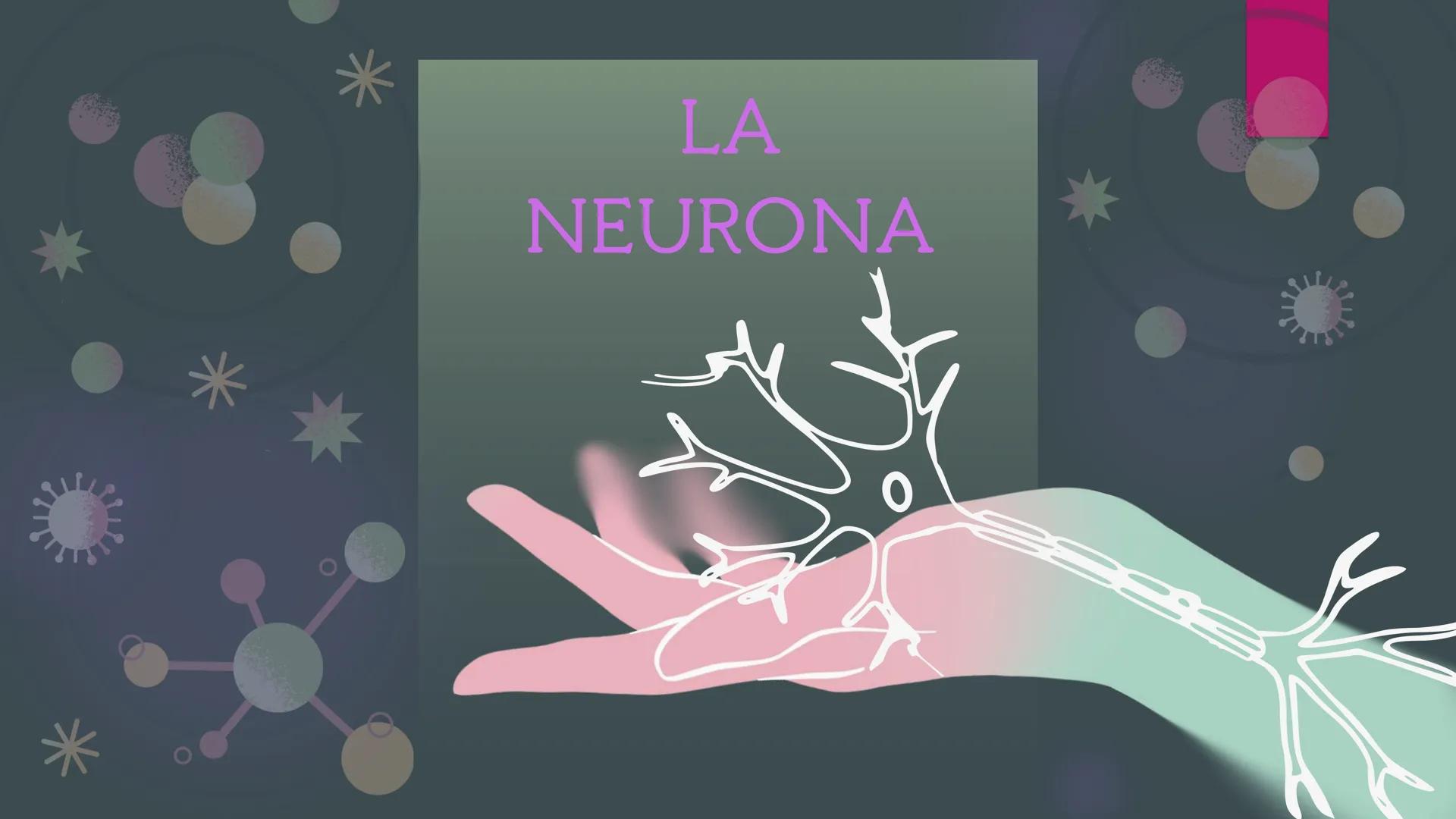 LA
NEURONA *
Las neuronas
Las neuronas son células altamente
especializadas, que controlan las
funciones voluntarias e involuntarias
del org
