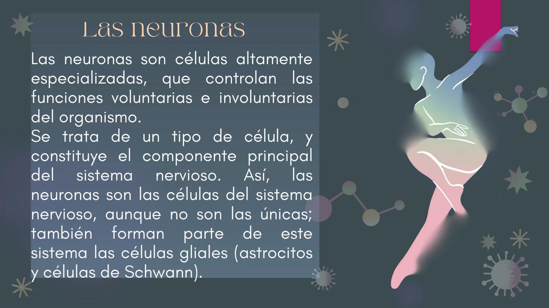 LA
NEURONA *
Las neuronas
Las neuronas son células altamente
especializadas, que controlan las
funciones voluntarias e involuntarias
del org