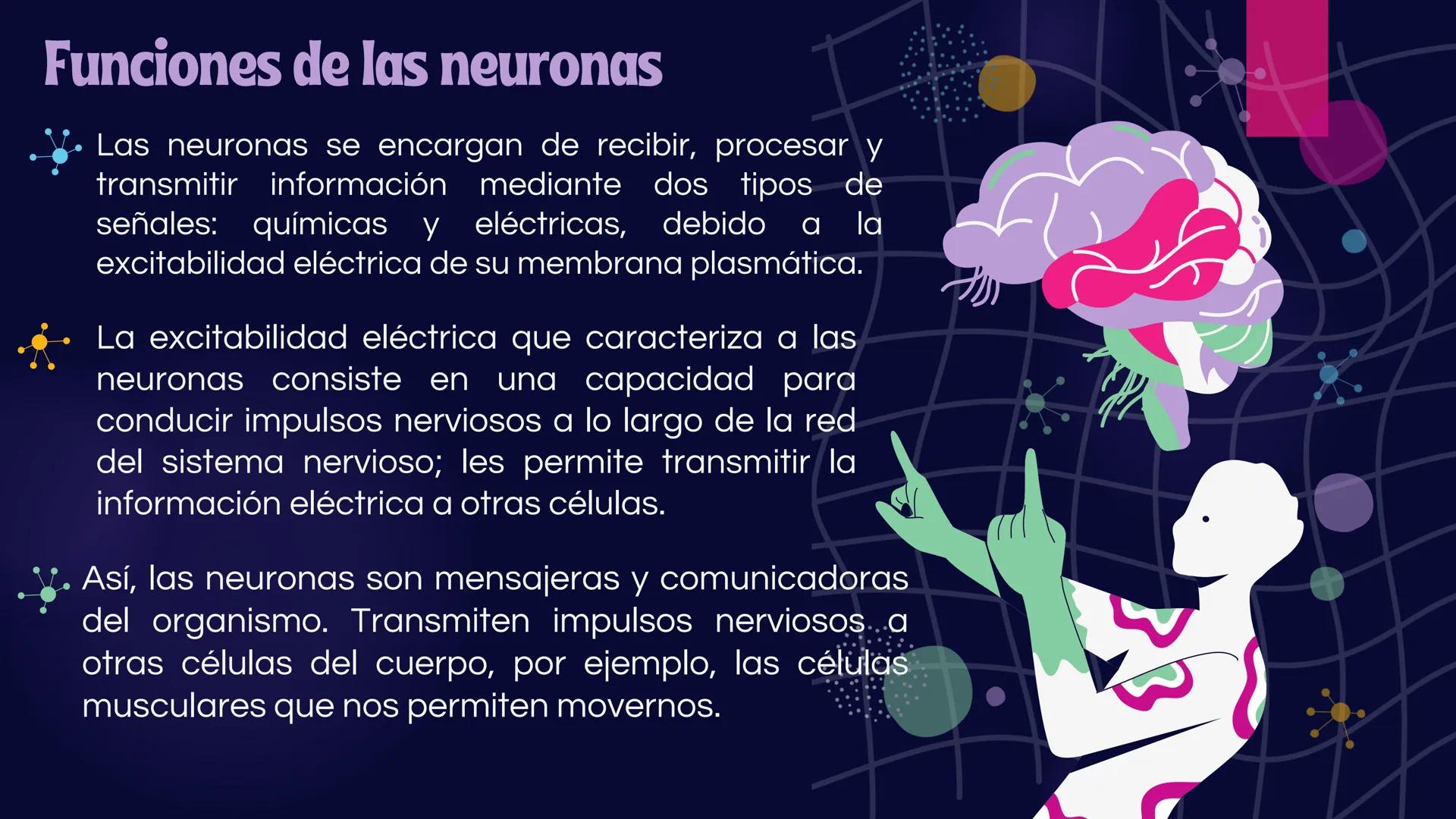 LA
NEURONA *
Las neuronas
Las neuronas son células altamente
especializadas, que controlan las
funciones voluntarias e involuntarias
del org