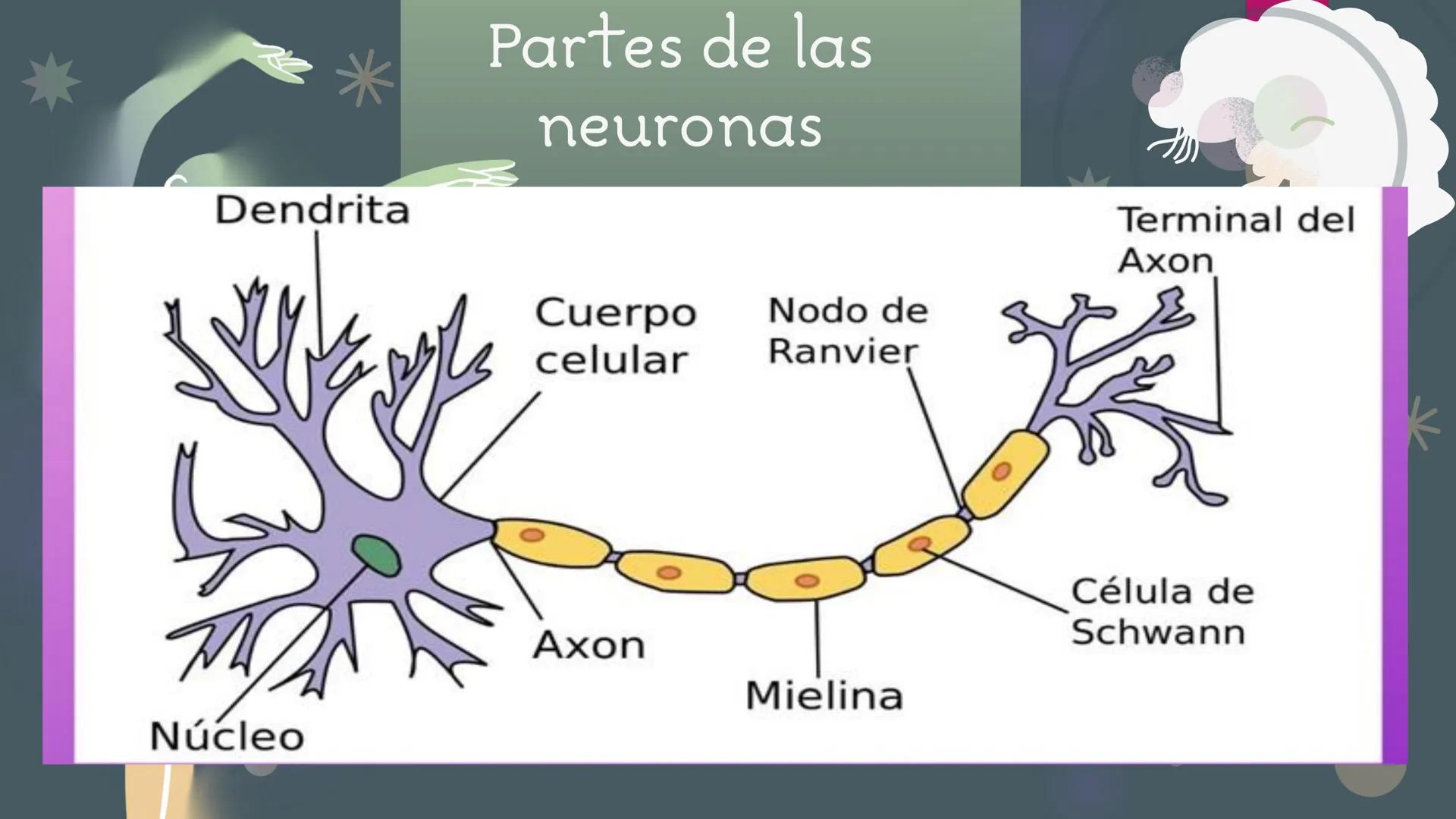 LA
NEURONA *
Las neuronas
Las neuronas son células altamente
especializadas, que controlan las
funciones voluntarias e involuntarias
del org