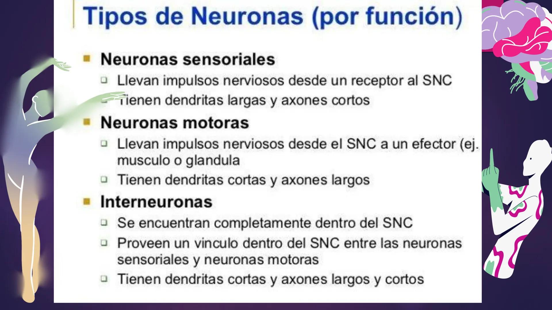 LA
NEURONA *
Las neuronas
Las neuronas son células altamente
especializadas, que controlan las
funciones voluntarias e involuntarias
del org
