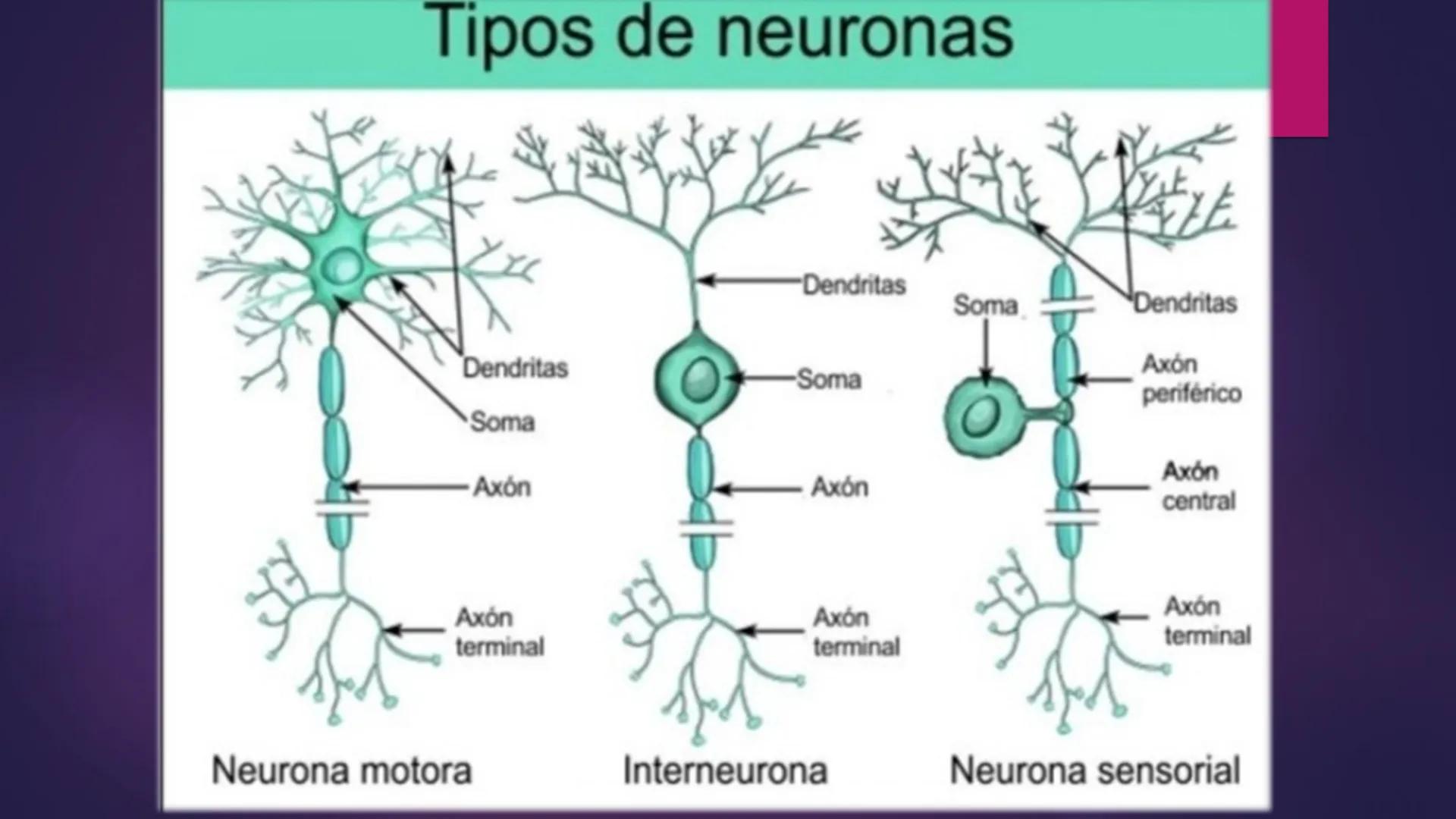 LA
NEURONA *
Las neuronas
Las neuronas son células altamente
especializadas, que controlan las
funciones voluntarias e involuntarias
del org
