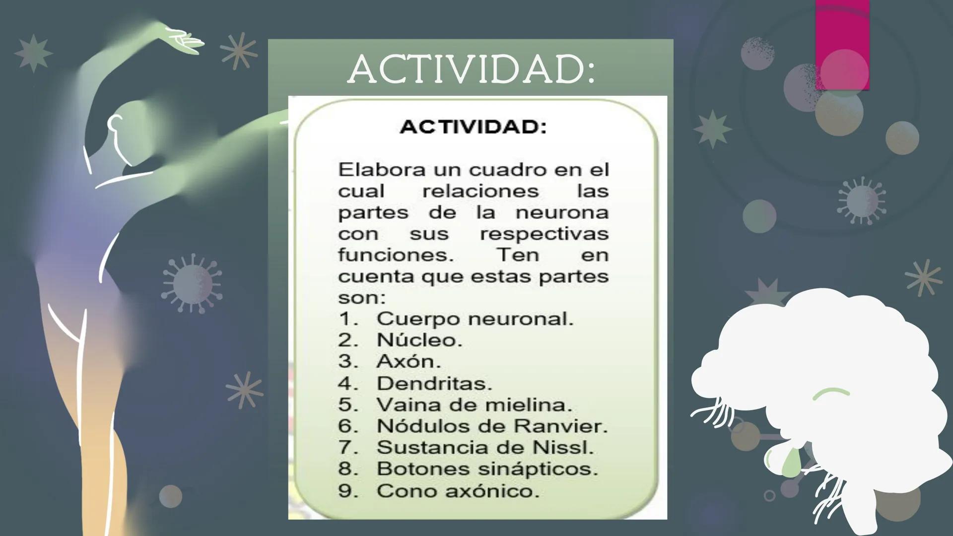 LA
NEURONA *
Las neuronas
Las neuronas son células altamente
especializadas, que controlan las
funciones voluntarias e involuntarias
del org