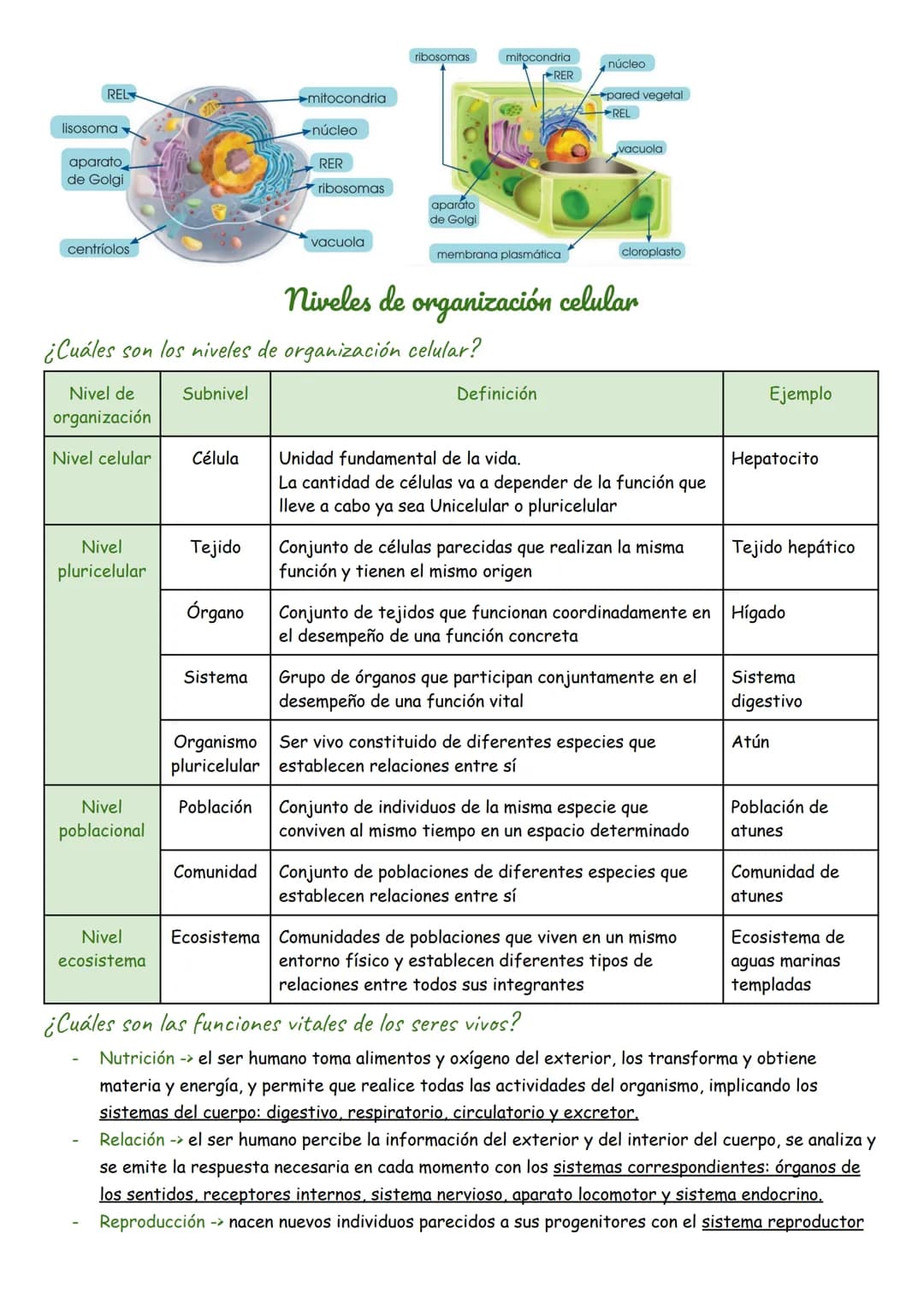 ¿Qué es?
INTRODUCCIÓN
Biología
Es la ciencia que estudia a los seres vivos
¿De qué están formados los organismos vivos?
Unicelular: una célu