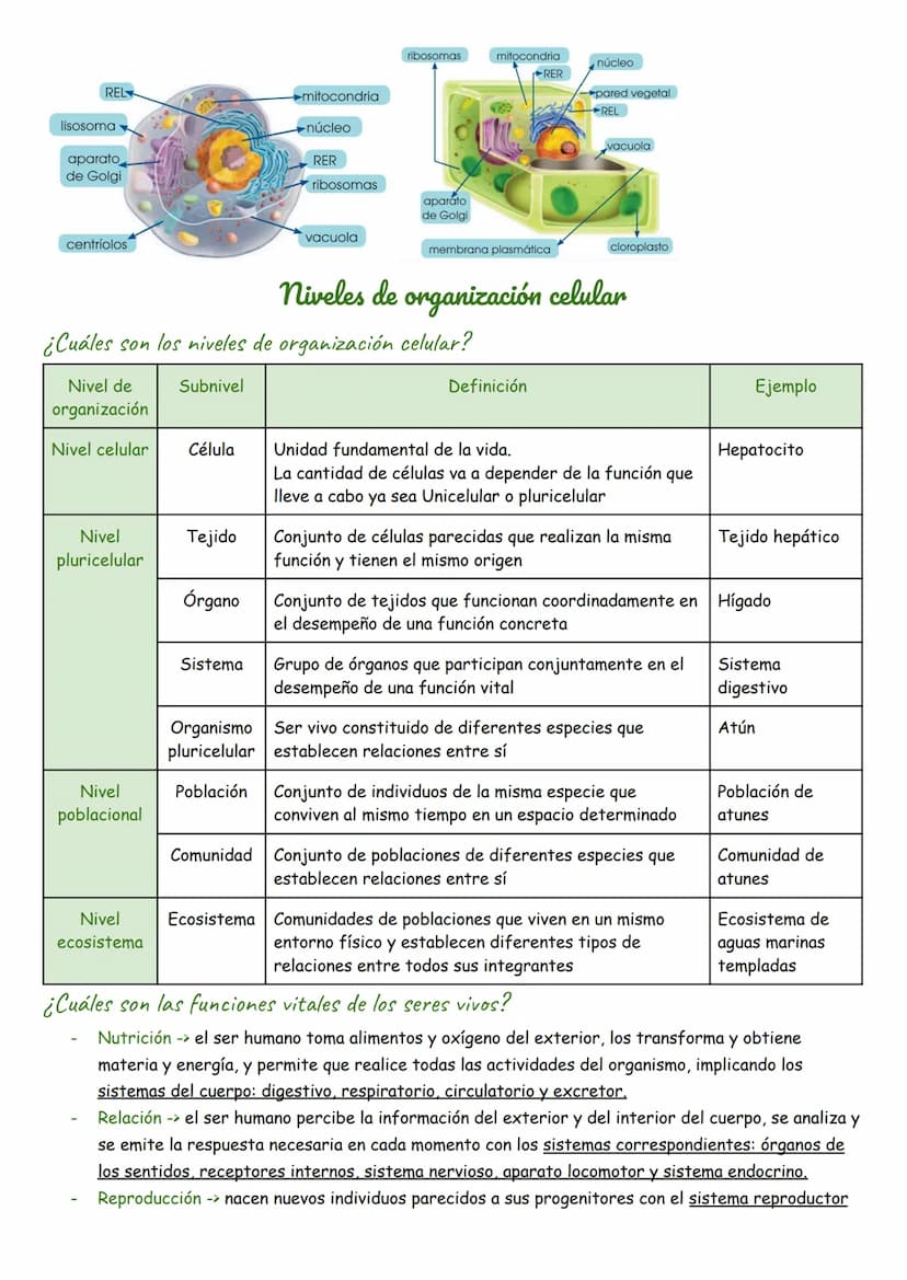 ¿Qué es?
INTRODUCCIÓN
Biología
Es la ciencia que estudia a los seres vivos
¿De qué están formados los organismos vivos?
Unicelular: una célu