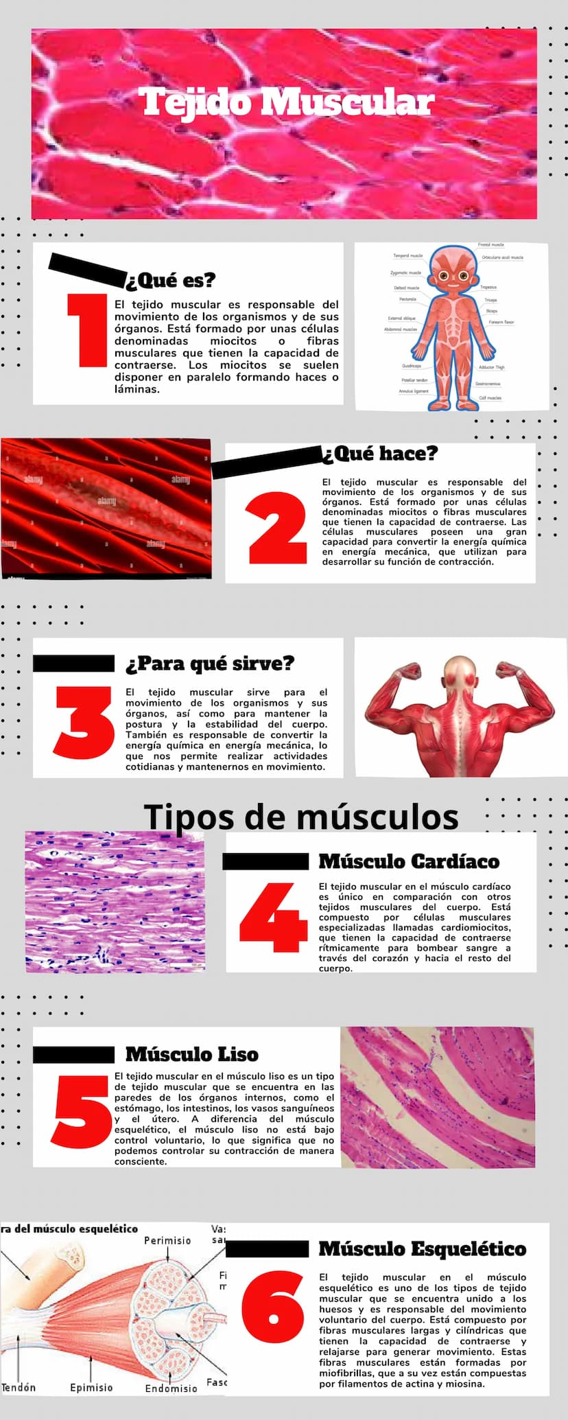 famy
Tejido Muscular
Temporal muscle
Frontal muscle
Orbicularis oculi muscle
1
¿Qué es?
El tejido muscular es responsable del
movimiento de 
