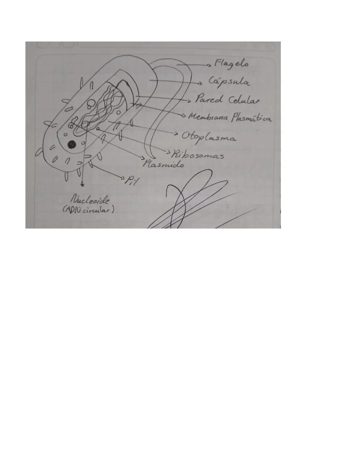 (31 10 23 Experimento - Reinos
Reino
Protista
Se incluyen todos aquellos
y
organismos eucariotas
CARACTERIS
procariotas.
Presentan movimient