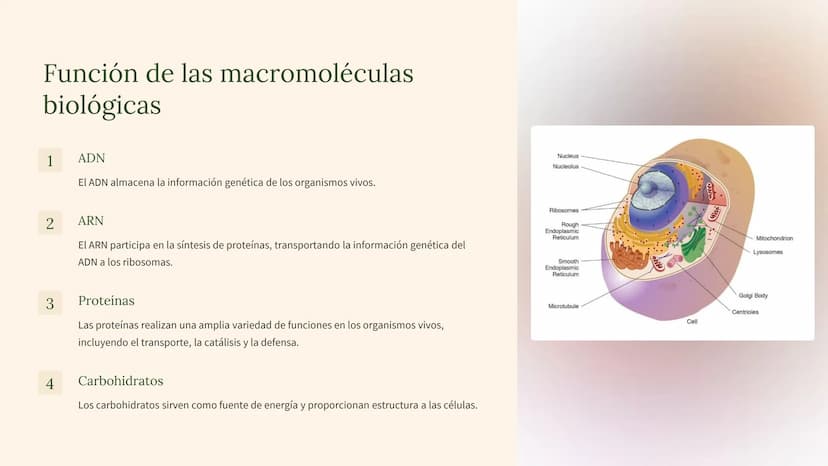 biología molecular
La biología molecular es una rama de la biología que estudia la
estructura y función de las moléculas biológicas, como el