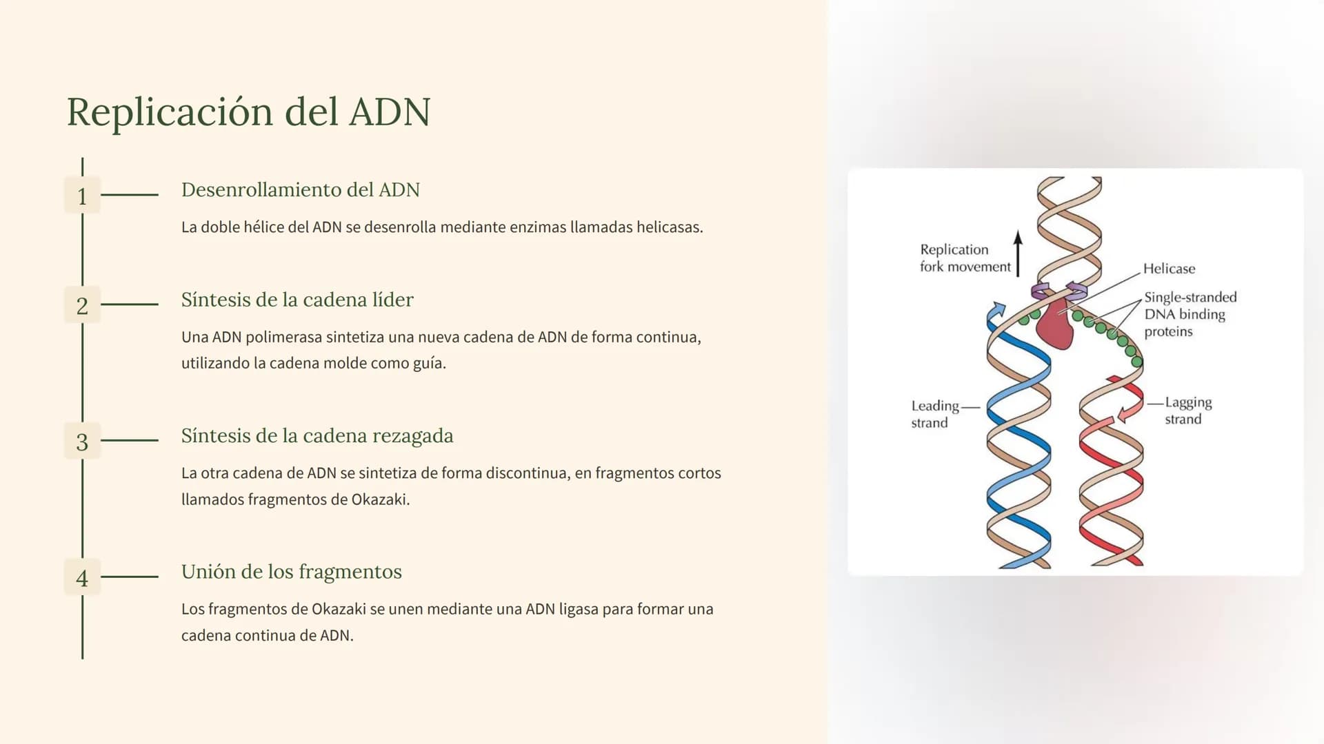 biología molecular
La biología molecular es una rama de la biología que estudia la
estructura y función de las moléculas biológicas, como el