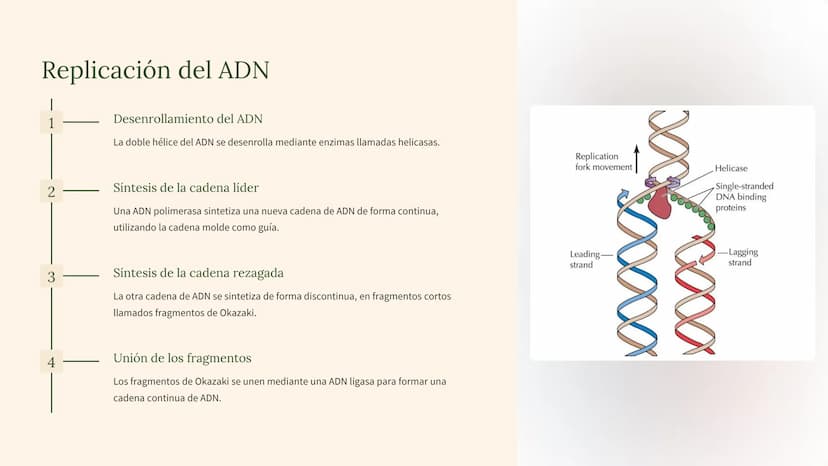 biología molecular
La biología molecular es una rama de la biología que estudia la
estructura y función de las moléculas biológicas, como el