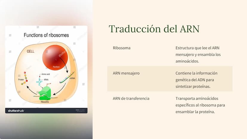 biología molecular
La biología molecular es una rama de la biología que estudia la
estructura y función de las moléculas biológicas, como el