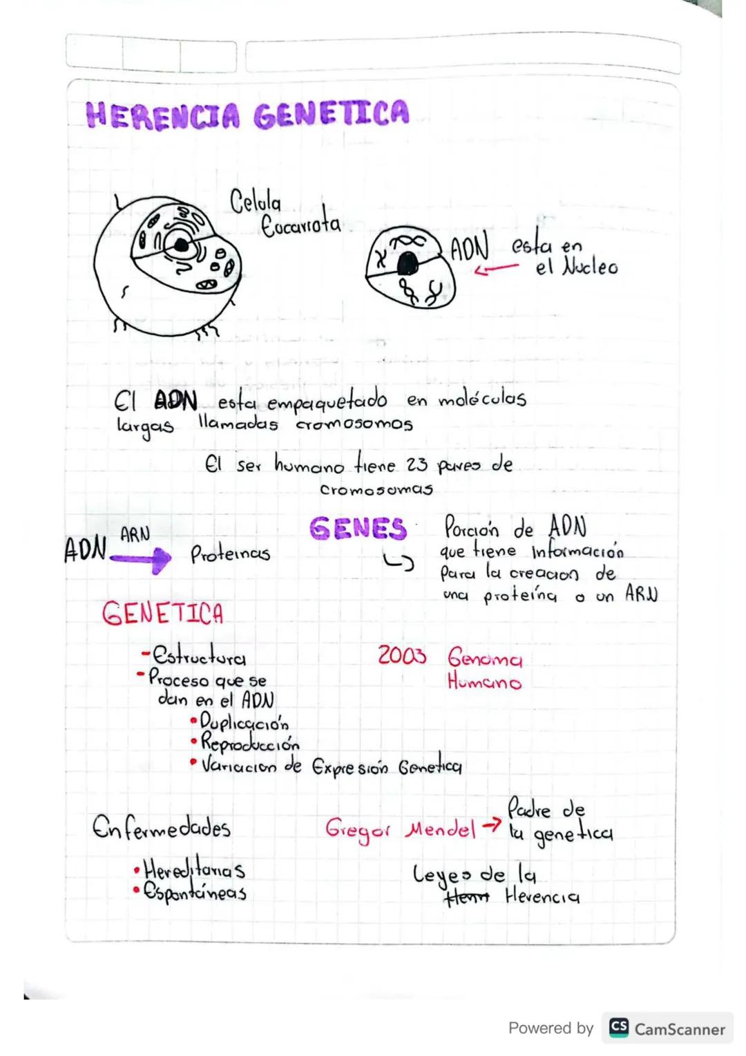 HERENCIA GENETICA
Celula
Cocarrota
X
ADN esta en
el Nucleo
CI ADN esta empaquetado en moléculas
largas
llamadas cromosomas
El ser humano tie