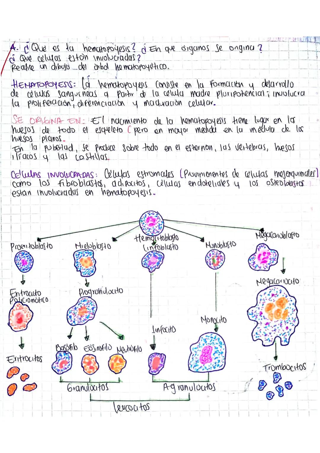 A. ¿ Que es la hematopoyesis? ¿En que organos Se ongina ?
¿Qué células estan involucradas?
Realice un dibujo del arbol hematopoyètico.
HEMAT
