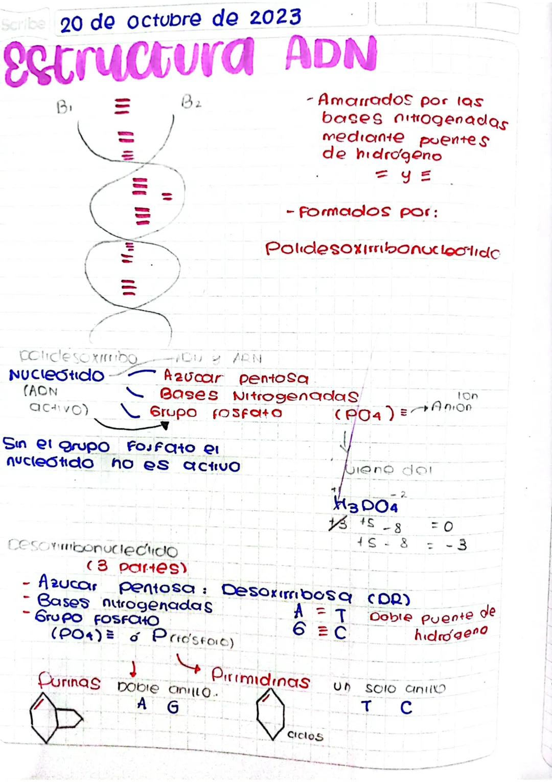 Scribe 20 de octubre de 2023
# Estructura ADN
B
B2
- Amarrados por las
bases nitrogenadas
mediante puentes
de hidrógeno
= y =
- Formados por