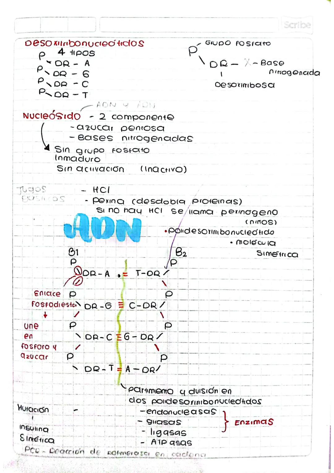 Scribe 20 de octubre de 2023
# Estructura ADN
B
B2
- Amarrados por las
bases nitrogenadas
mediante puentes
de hidrógeno
= y =
- Formados por