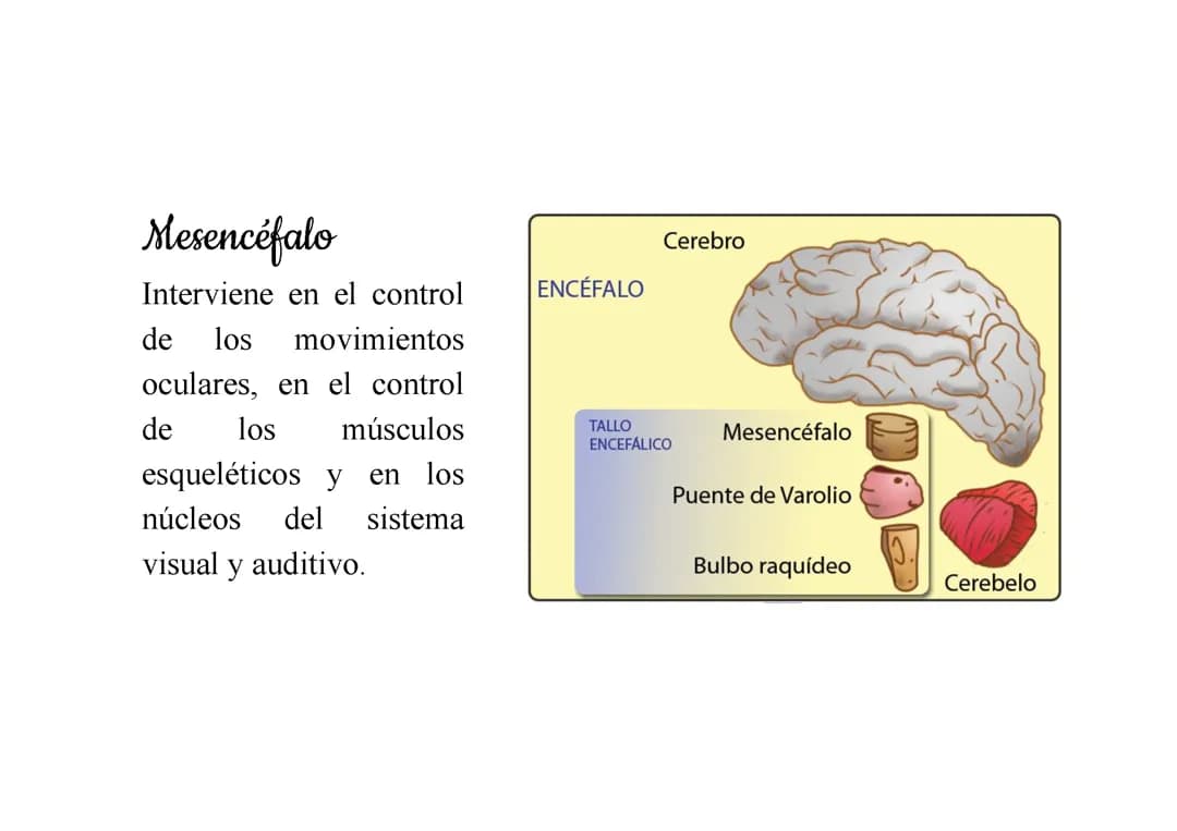 Diencefalo
