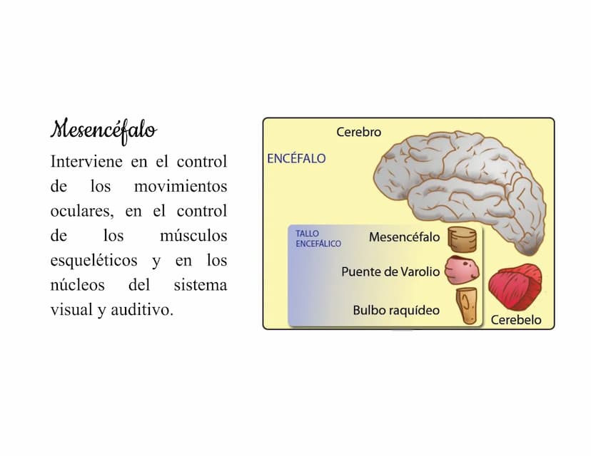 Mesencéfalo
Interviene en el control
de los movimientos
oculares, en el control
de
los músculos
esqueléticos y en los
núcleos del sistema
vi